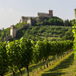Cantina di Soave_vineyard