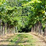 Vineyards (25)