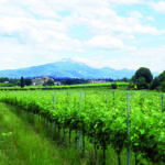 vigneto 1
