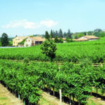 vigneto 2