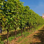 Vigneti nei dintorni di Mocasina